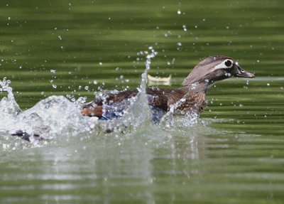 wood duck hen luring us away from her babies