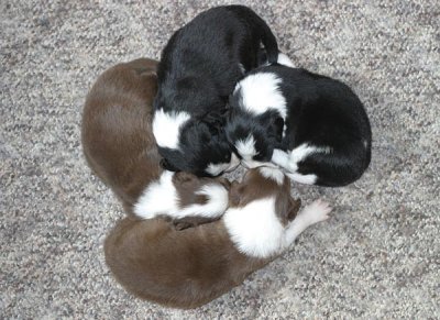 males 2 weeks