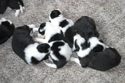 females 2 weeks