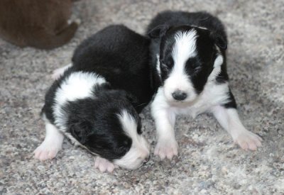 B&W males 2 weeks