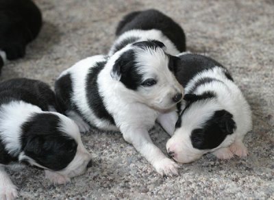 females 2 weeks