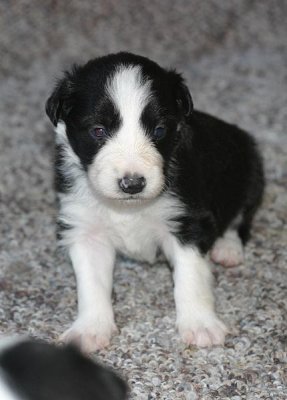 B&W male1 3wks