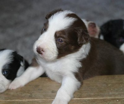 red male1 3wks