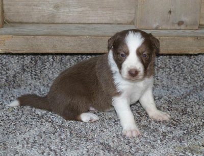 red male2 3wks