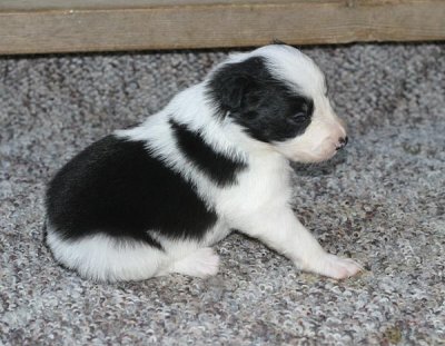 female 4 3wks