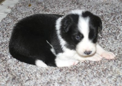 female5 3wks