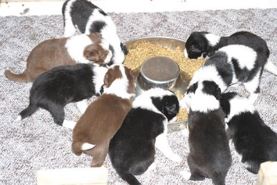 chow time