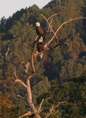 Edgeworths resident Bald Eagles