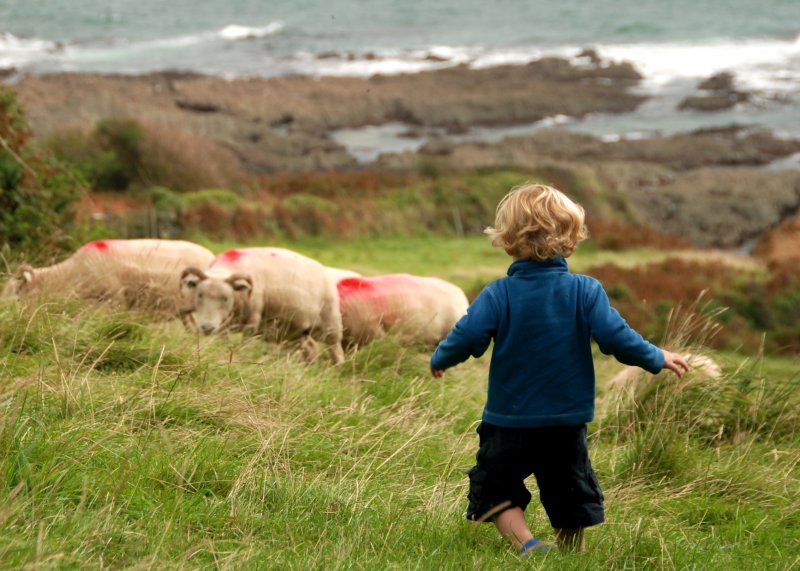Worried Sheep