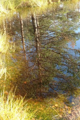 Autumn in Estonian moors, swamps and forests