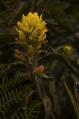 Sierra Wildflowers