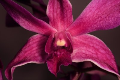 Hawaiian Orchid.JPG