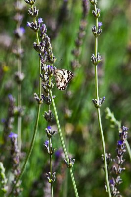 Butterfly on Lavender_0430.jpg