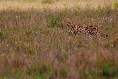 Cheetah_9347.jpg