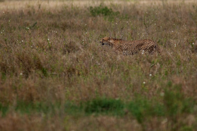 Cheetah_9352.jpg