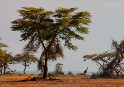 Giraffe and acacia_0770.jpg