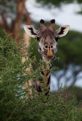 Giraffe_1368.jpg