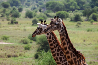 Giraffes_1551.jpg