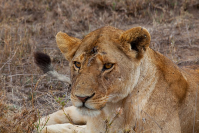 Lion-Young_0028.jpg
