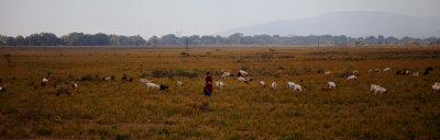 Maasai and flock0064.jpg