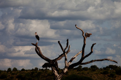 Stork in tree_1254.jpg