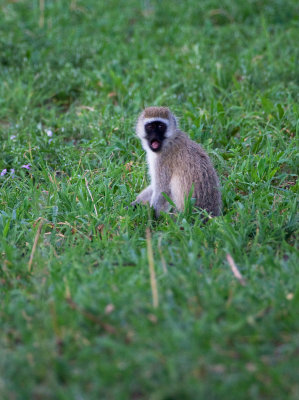 Vervet Monkey_1352.jpg