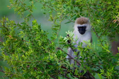 Vervet Monkey_1358.jpg