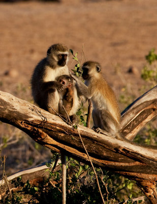 Vervet Monkeys-IMG_0639.jpg