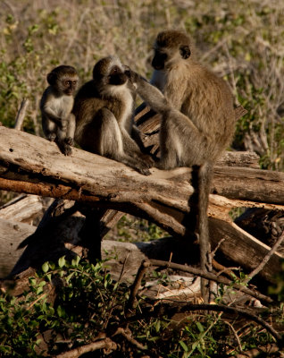 Vervet Monkeys-IMG_0647.jpg