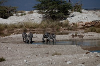 Zebras_0518.jpg