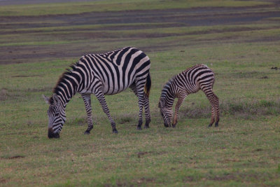 Zebras_8848.jpg