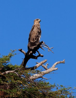 snake eagle-_0751.jpg