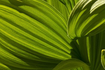 CornLily-1.jpg