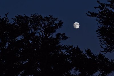 Moonrise Silhouette.jpg