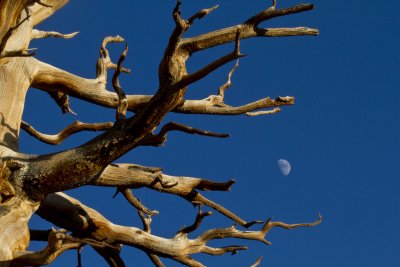 Moonrise-1.jpg