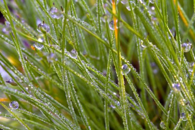 Morning Dew.jpg
