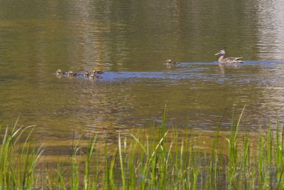 Morning Swim-2.jpg