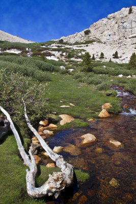 Mtn. Meadow.jpg