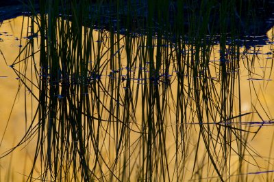 Reflection-2.jpg