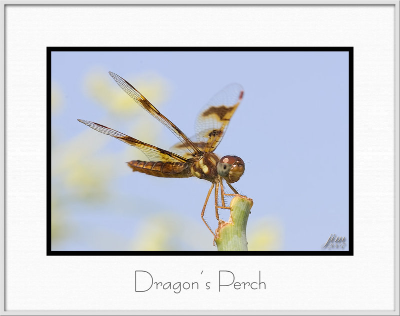 Brochure Dragons Perch.jpg