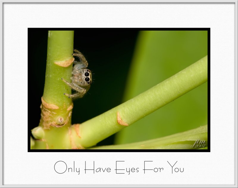 Brochure Eyes for You.jpg