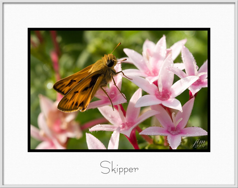 Brochure Skipper.jpg