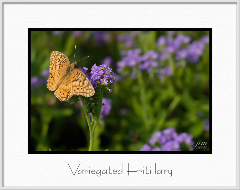 Brochure Variegated Fritillary.jpg