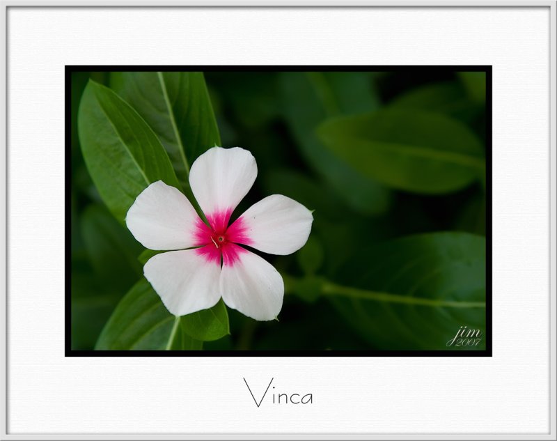 Brochure Vinca.jpg