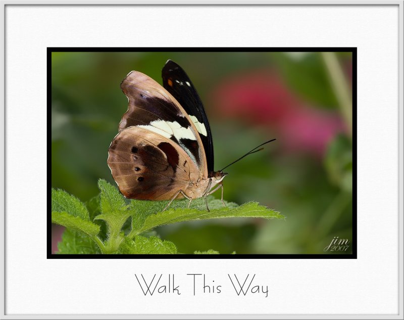 Brochure Walk This Way.jpg