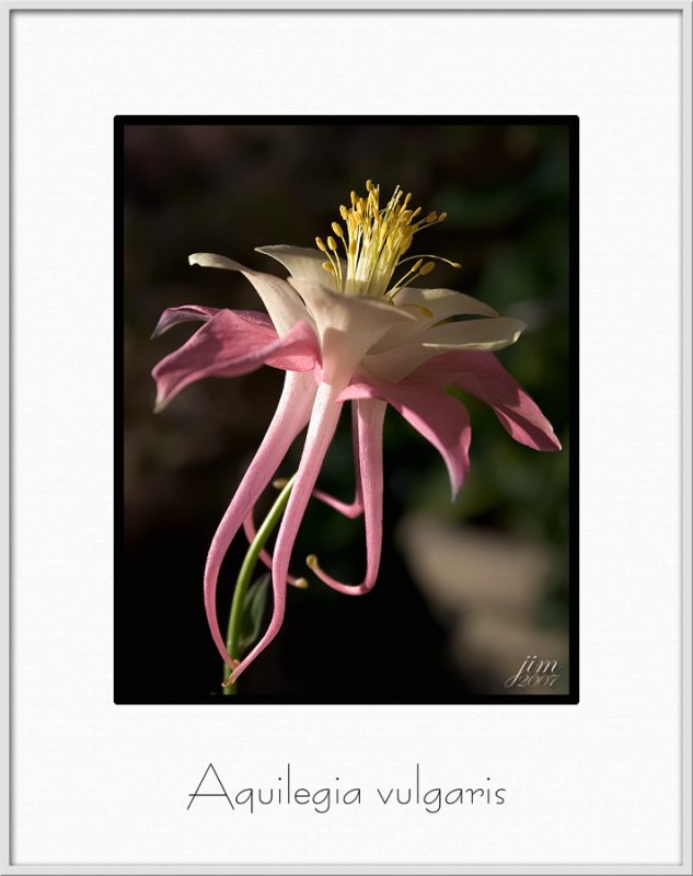 Brochure Aquilegia vulgaris.jpg