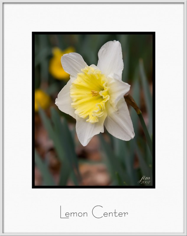 Brochure Lemon Center.jpg