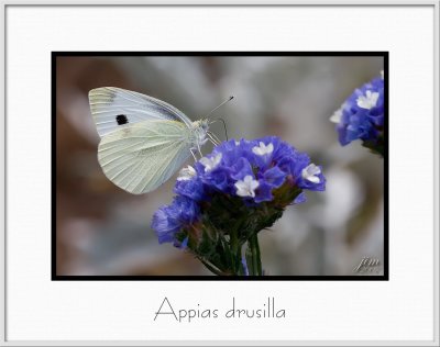 Brochure Appias Drusilla.jpg