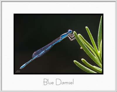 Brochure Blue Damsel.jpg