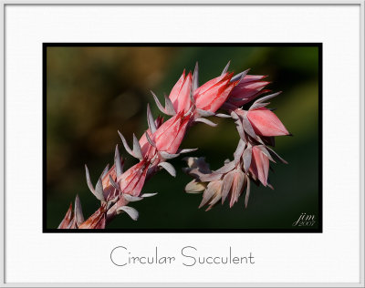 Brochure Circular Succulent.jpg